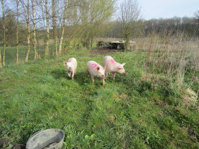 Billede af de nyankomne grise