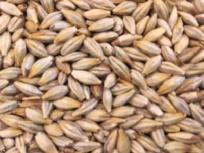 Picture of - Organic Münchner Malt, EBC 22 - Organic