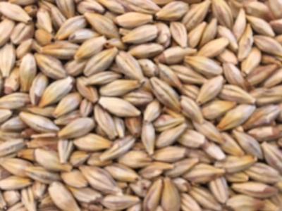 Picture of Organic Münchner Malt, EBC 22 - Organic