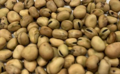 Picture of - Danske Hestebønner, Hele - 1 kg - Organic