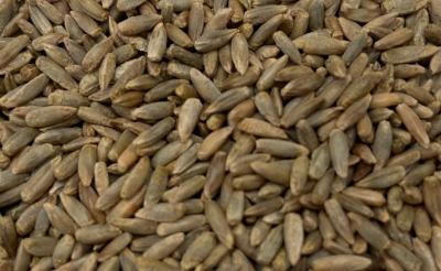 Picture of - Rye, whole grain - 5 kg - Organic