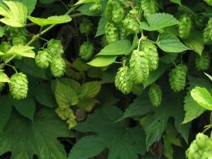 Picture of - Hops - Hallertau Perle - 100g