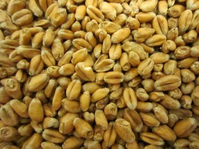 Picture 1 of 2 - Organic Pale Wheat Malt, EBC 3 - 5 - Organic