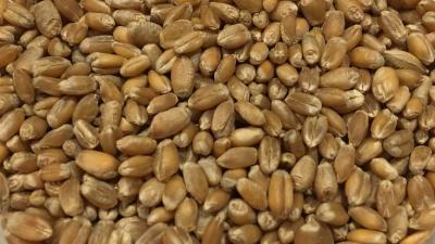 Picture of Wheat, whole grain - 12,5 kg - Organic / Demeter
