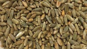 Rye, whole grain - 12,5 kg
