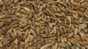 Svedjerug (rye) whole grain - 5kg