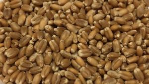 Oeland Wheat, whole grain  - 12,5 kg