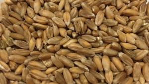 Dinkel Wheat (spelt), whole grain - 12,5 kg