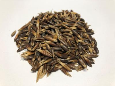 Picture of Oats, whole grain - 5 kg  - Organic - Uafskallede sorthavre