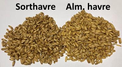 Picture of Oats, whole grain - 5 kg  - Organic - Sorthavre vs. Alm. havre
