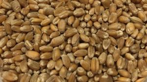 Wheat, whole grain - 5 kg
