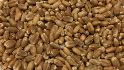 Picture of Oeland Wheat, whole grain  - 5kg - Organic