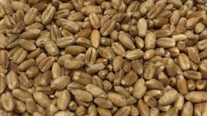 Dalar Wheat, whole grain - 5kg