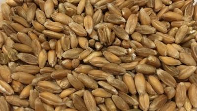 Picture of Dinkel Wheat (spelt), whole grain - 5 kg - Organic