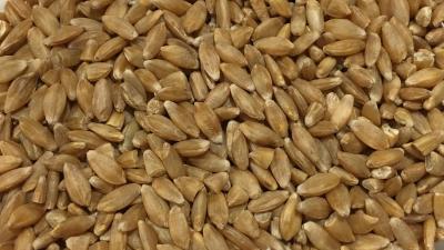 Picture of Einkorn, whole grain - 5kg - Organic