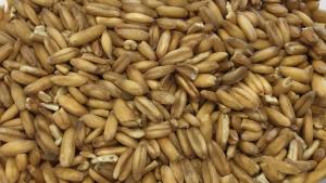 Oats, whole grain - 800 g - Free from gluten - Organic
