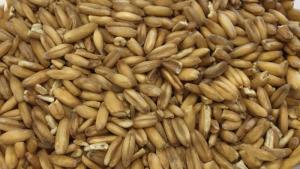 Oats, whole grain - 5 kg 