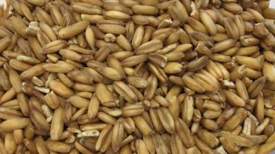 Picture of Oats, whole grain - 5 kg  - Organic / Demeter