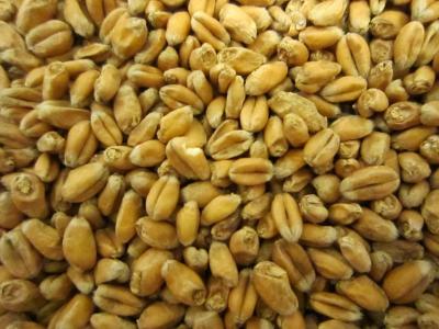 Picture of Organic Pale Wheat Malt, EBC 3 - 5 - Organic