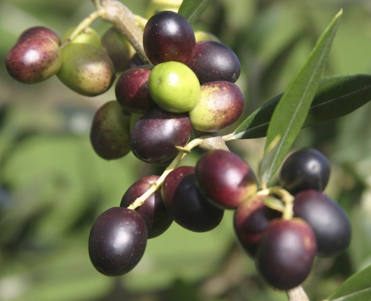 Olive fruit zaitun.jpg
