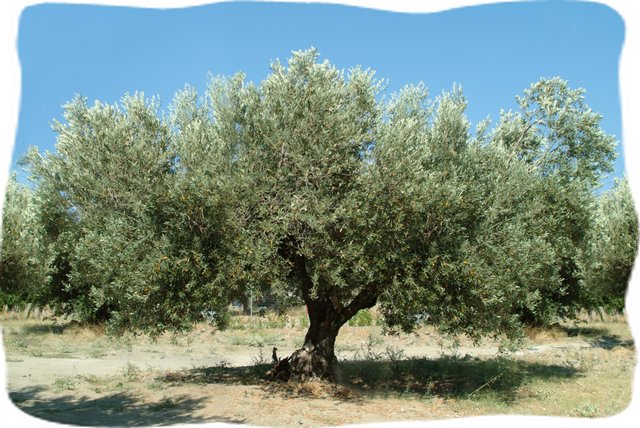 Olive-Tree-1.jpg