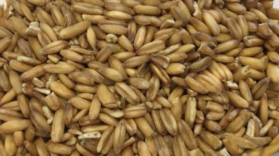 Picture of Oats, whole grain - 12,5 kg  - Organic / Demeter