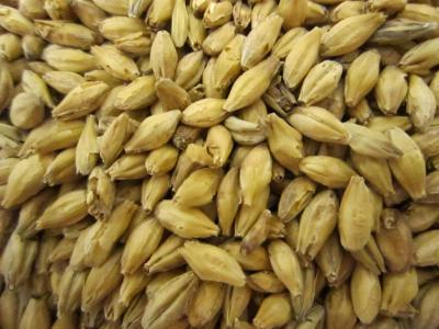 Picture of Organic Pilsner Malt, EBC 3 - Organic