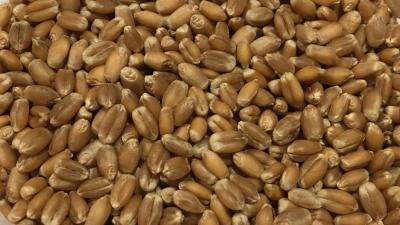 Picture of Oeland Wheat, whole grain  - 12,5 kg - Organic