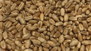 Dalar Wheat, whole grain - 12,5 kg