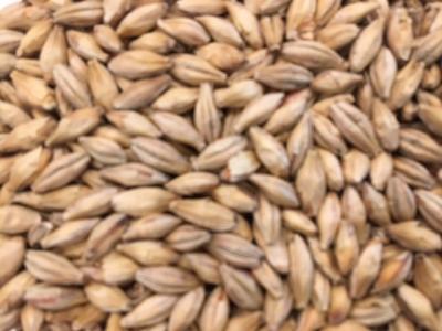 Picture of Münchner Malt - Organic