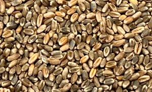 Wheat, whole grain - 5 kg - Organic