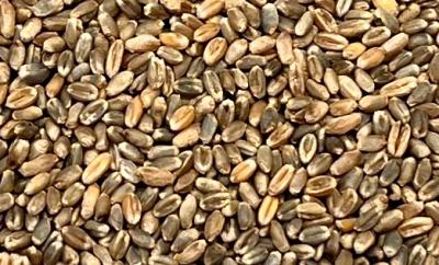 Picture of - Wheat, whole grain - 5 kg - Organic