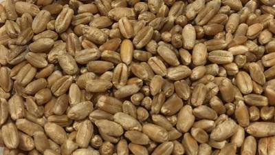 Picture of Dalar Wheat, whole grain - 5kg - Organic