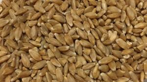 Einkorn, whole grain - 5kg