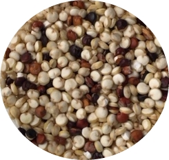 Quinoa / Quinotto