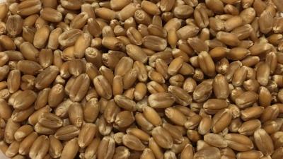Billede af - Oeland Wheat, whole grain  - 12,5 kg - Økologisk