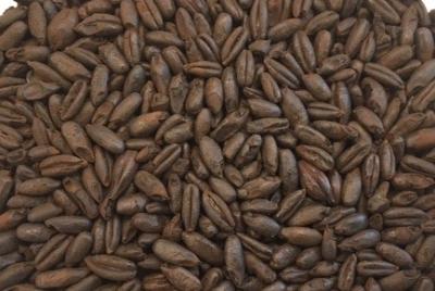 Billede af Organic CARAAROMA  Malt, EBC 300 - 450 - Økologisk