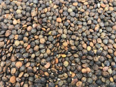 Billede af - Danske Anicia-linser, Hele - 5 kg - Økologisk