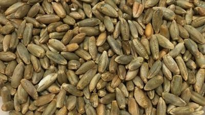 Picture of - Rye, whole grain - 12,5 kg - Organic / Demeter