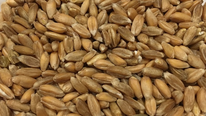 Picture of - Dinkel Wheat (spelt), whole grain - 12,5 kg - Organic