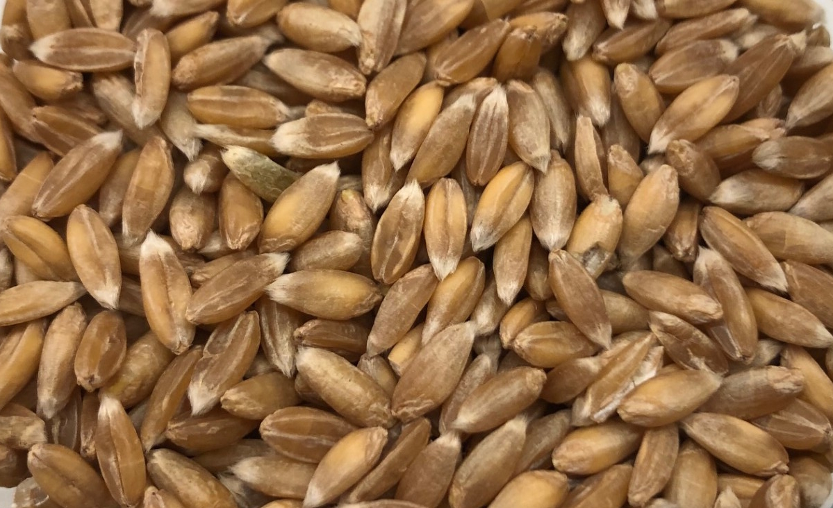 Picture of - Dinkel Wheat (spelt), whole grain - 5 kg - Organic