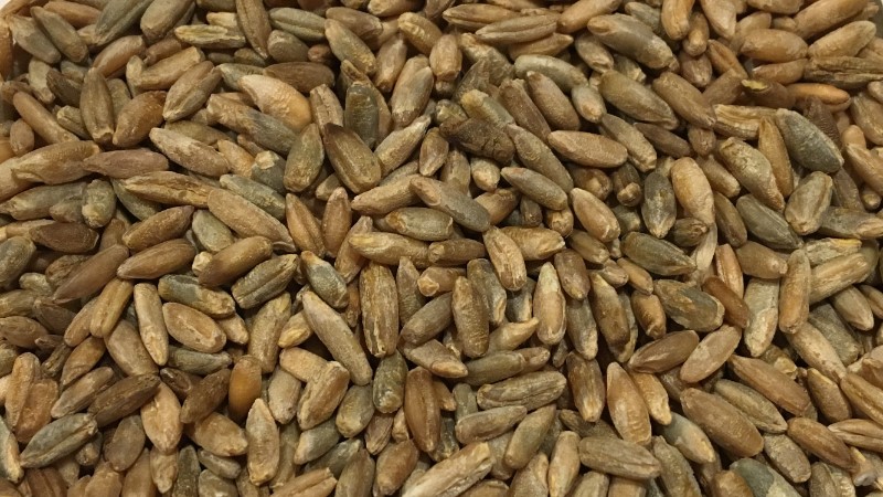 Picture of - Svedjerug (rye) whole grain - 5kg - Organic