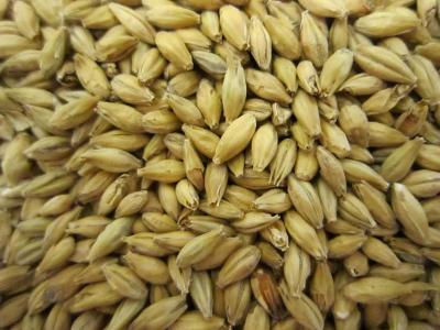 Picture of Organic Pale Ale Malt, EBC 5 - Organic