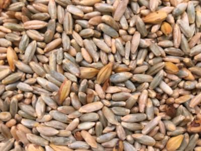 Picture of - Blanding med 1 kg. alm. rug, 0,5 kg svedjerug og 75 g bygmalt - Hele kerner - Organic - Rugbrødsblanding - Alm. rug / Svedjerug / Bygmalt