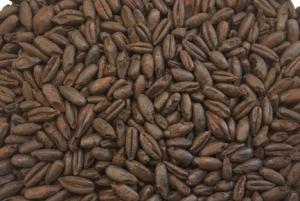 Organic CARAAROMA  Malt, EBC 300 - 450