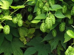 Picture of Hops - Hallertau Perle - 100g