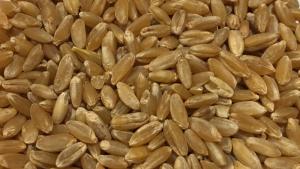 Durum, Hel - 5 kg